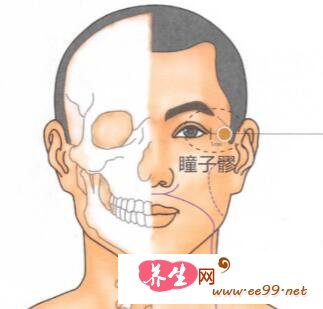 瞳子髎穴位置图