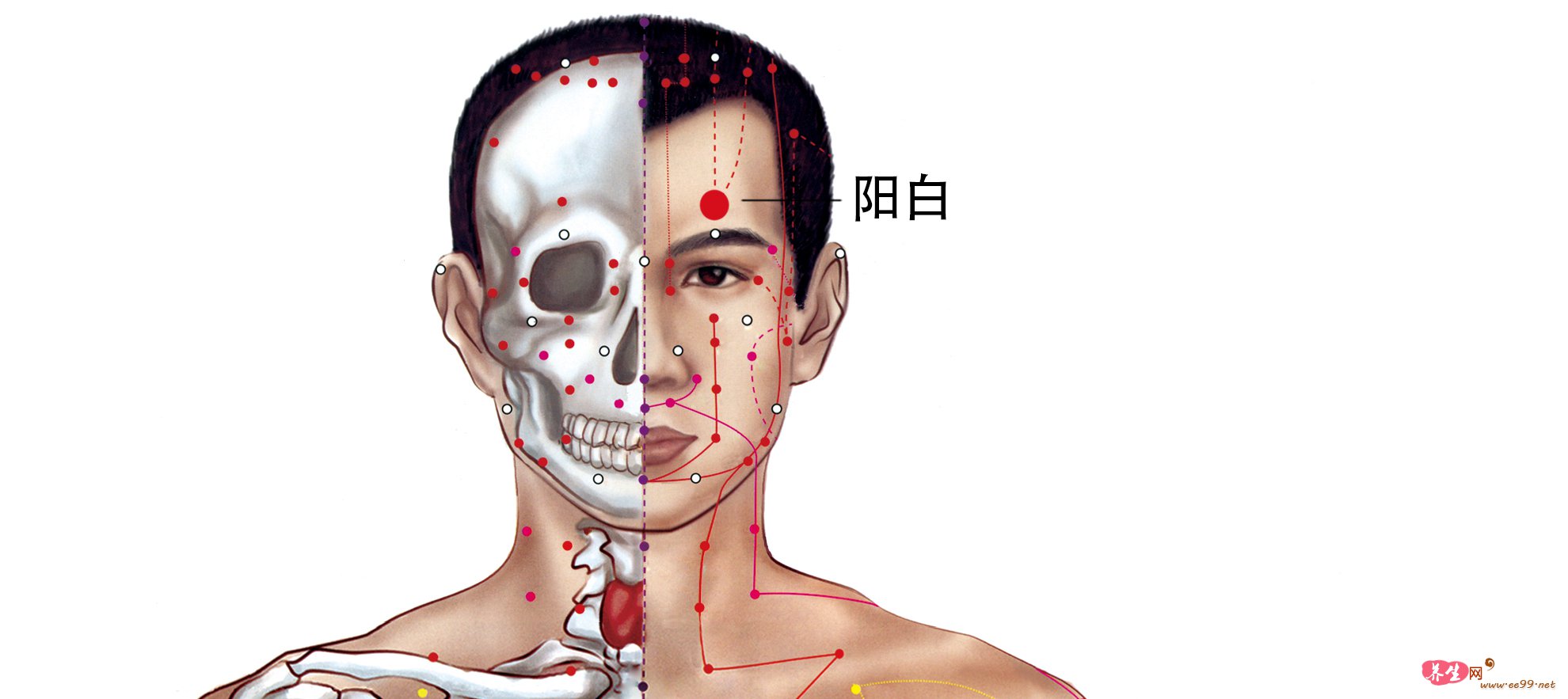 阳白穴位置图