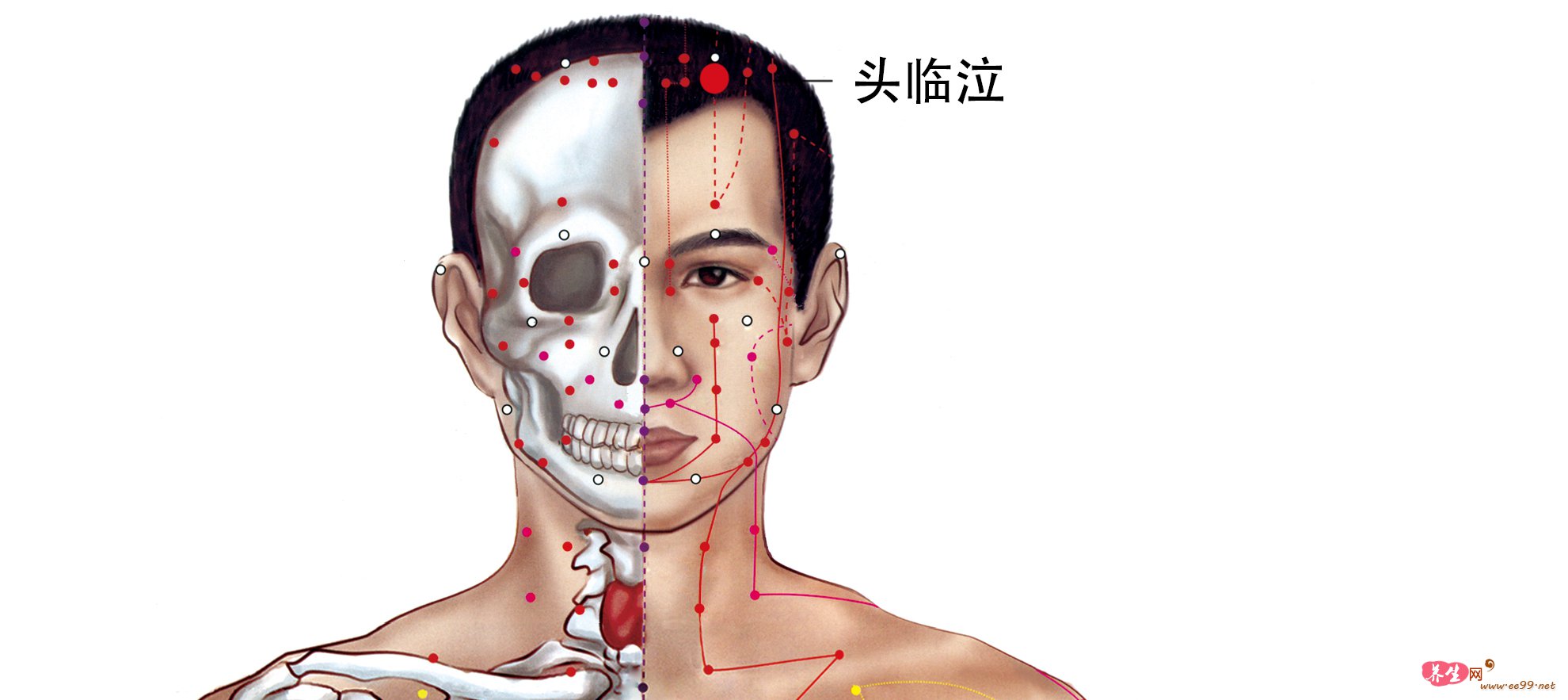 头临泣穴位置图