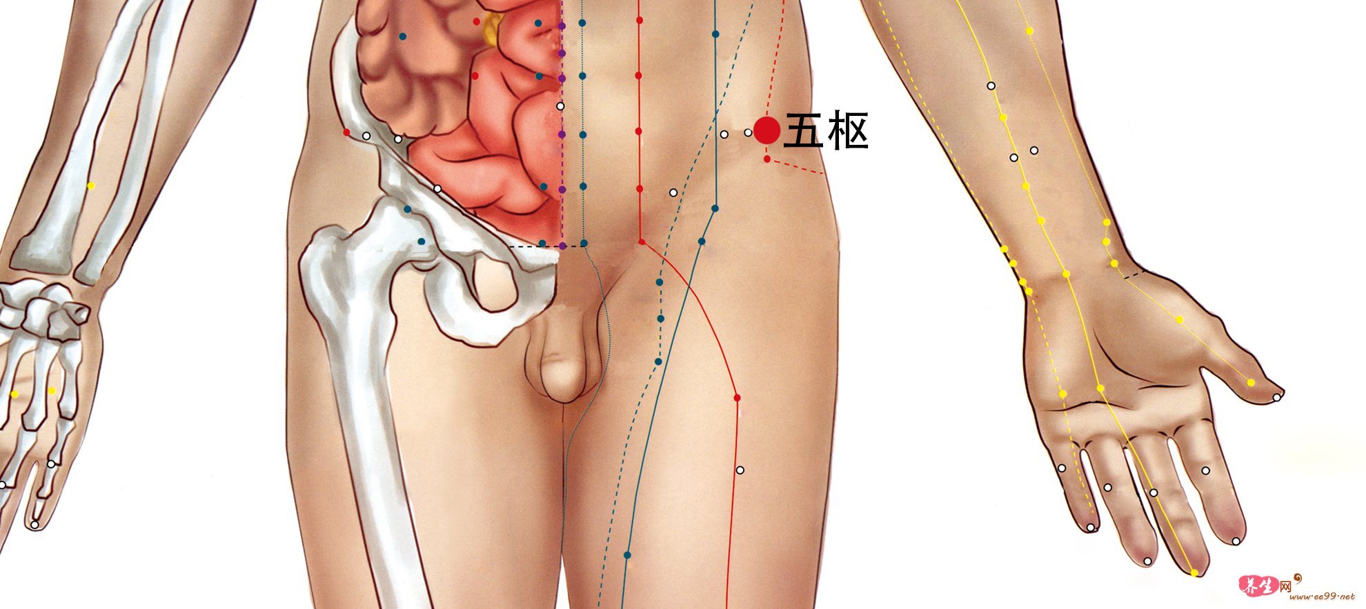 五枢穴位置图