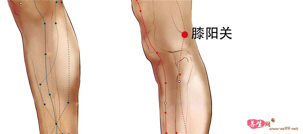 膝阳关穴位置图
