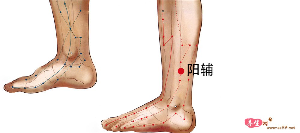阳辅穴位置图
