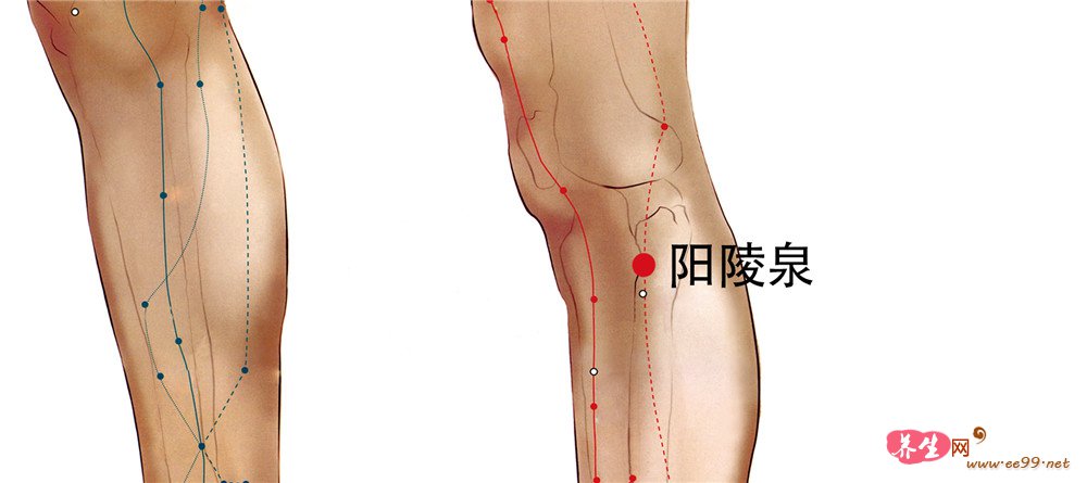 阳陵泉穴位置图