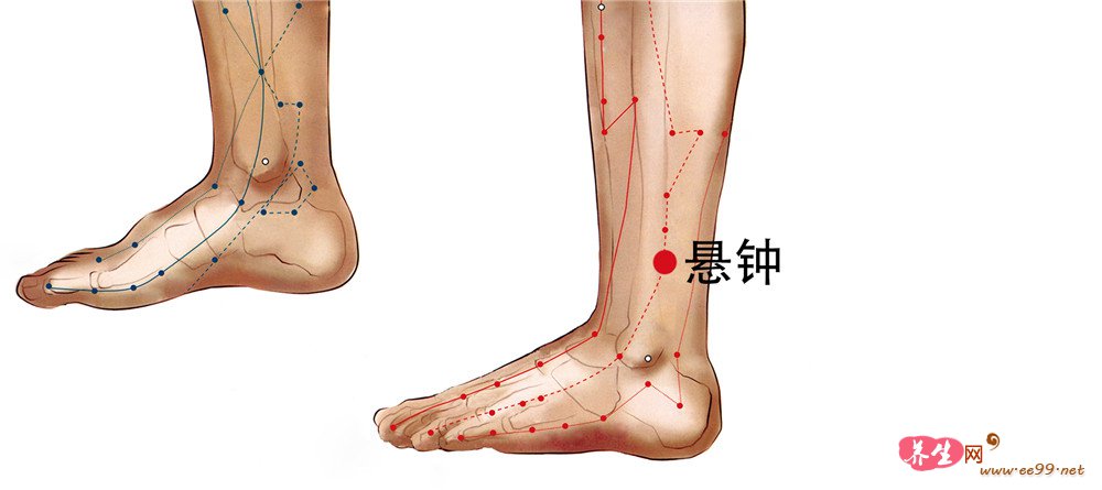 悬钟穴位置图