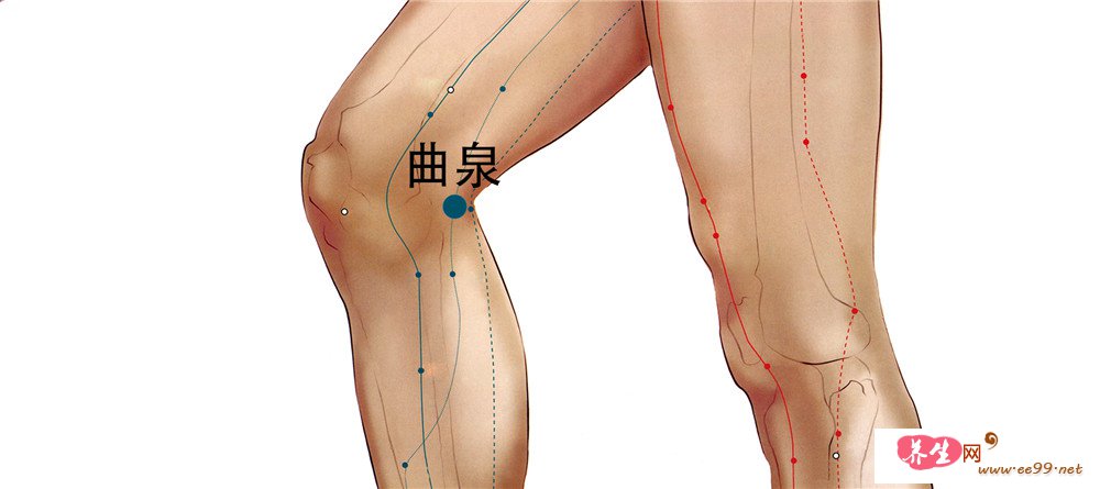 曲泉穴位置图