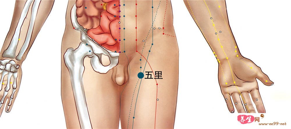 足五里穴位置图