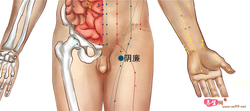 阴廉穴位置图