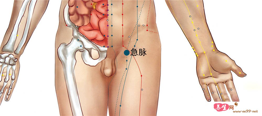 急脉穴位置图