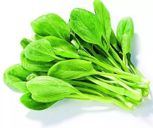 鸡毛菜