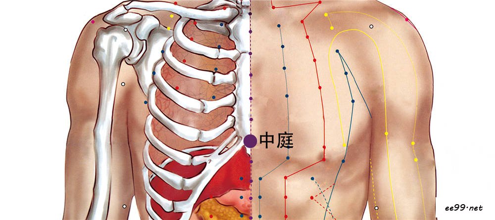 中庭穴位置图