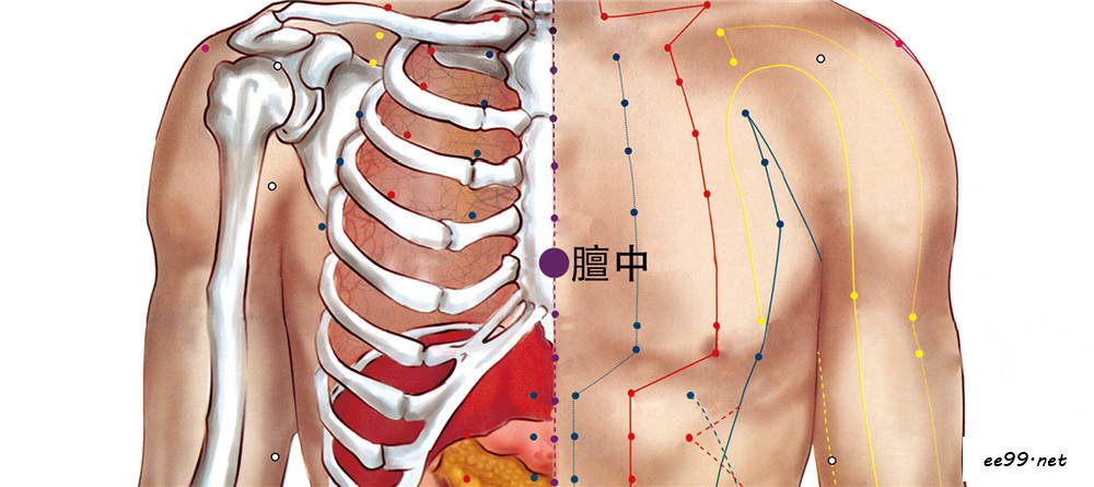 膻中穴位置图