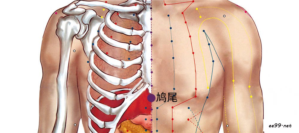 鸠尾穴位置图