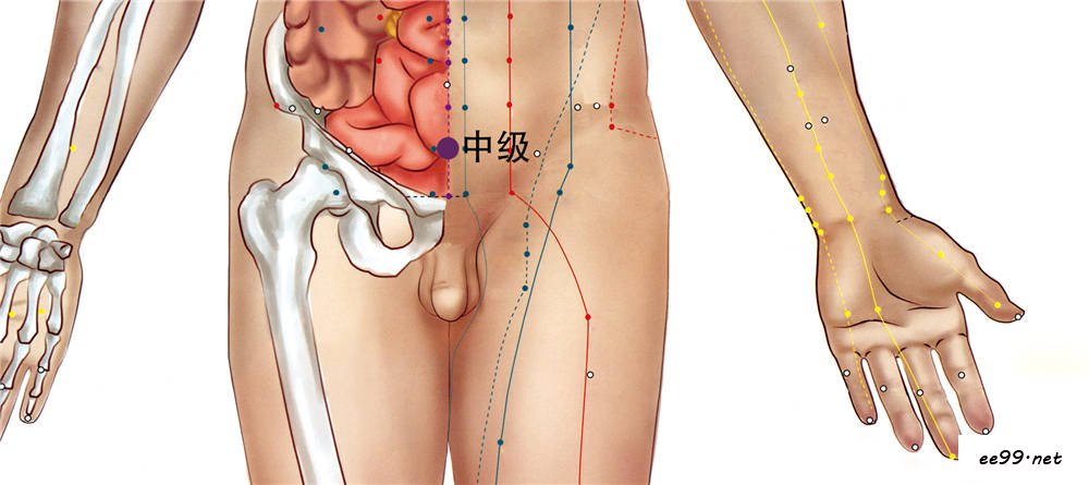 中极穴位置图