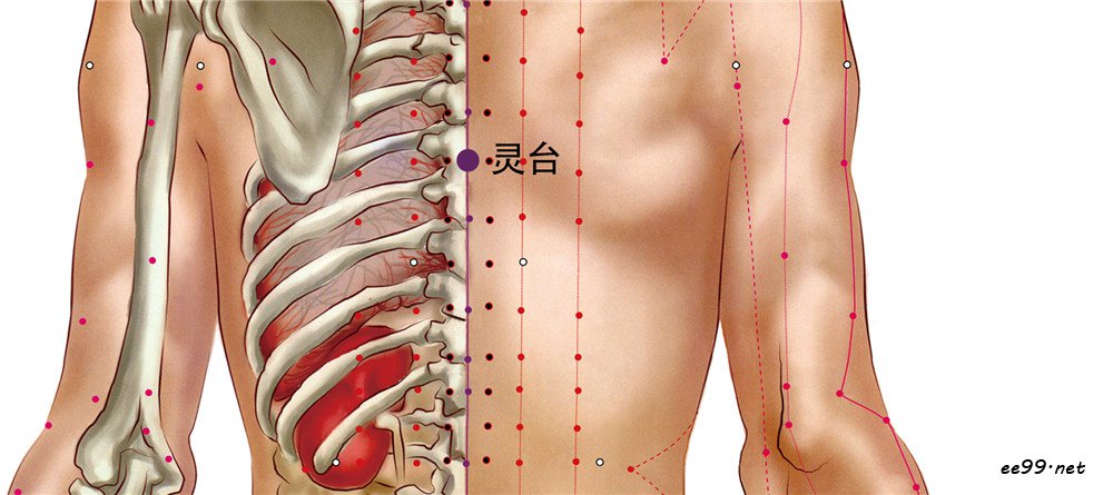 灵台穴位置图