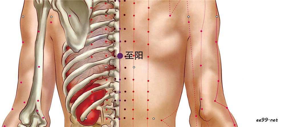 至阳穴位置图