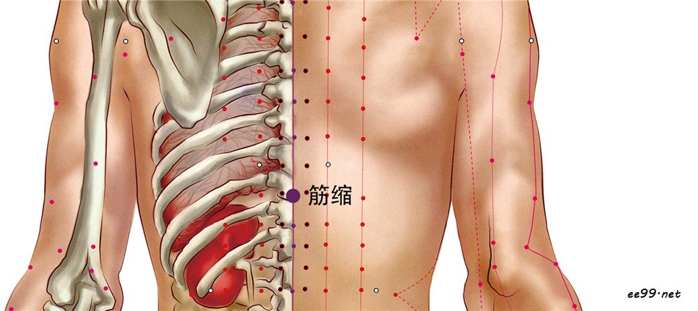 筋缩穴位置图