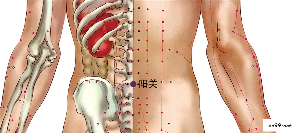 腰阳关穴位置图