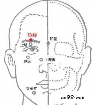 鱼腰穴位置图