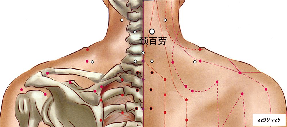 颈百劳穴位置图