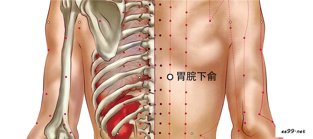 胃脘下俞穴位置图
