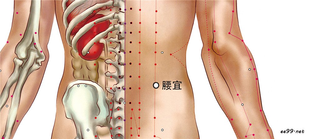 腰宜穴位置图