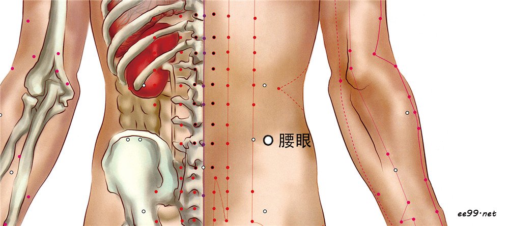 腰眼穴位置图