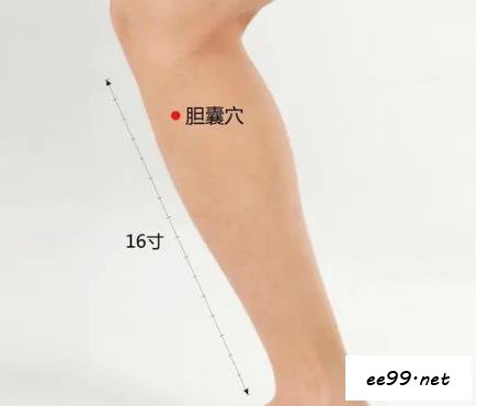 胆囊穴位置图