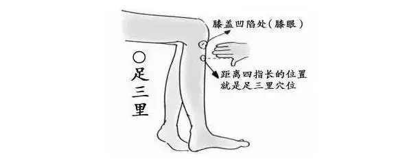 足三里穴