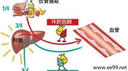胆固醇和低密度脂蛋白