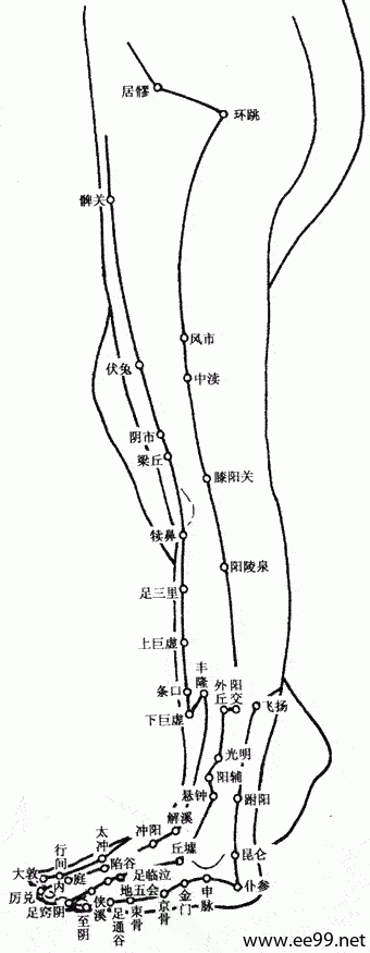 下肢外侧穴位图