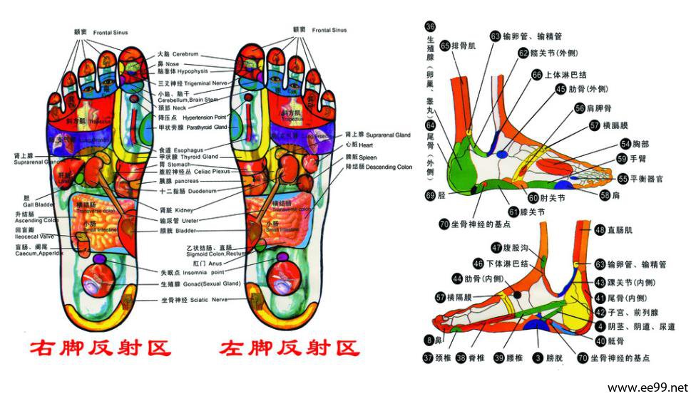 人体足部穴位图