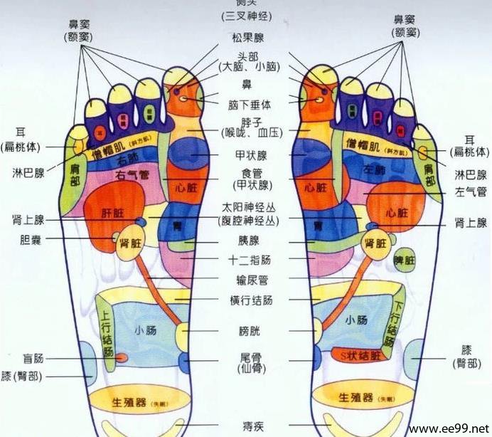 足部穴位图,脚底穴位图