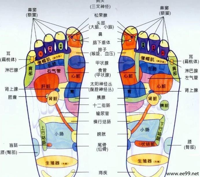 足部腰椎反射区图片