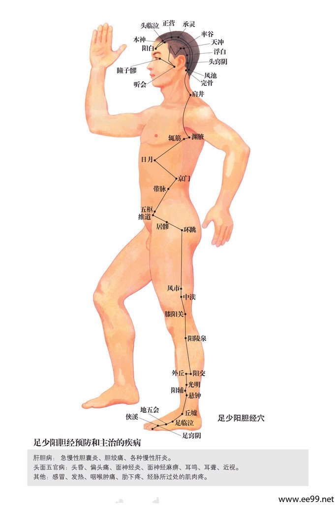 足少阳胆经,足少阳胆经经络图