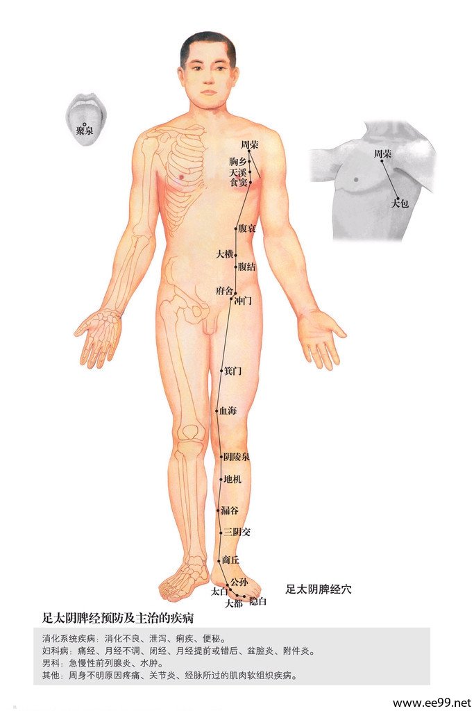 足太阴脾经,脾经经络图