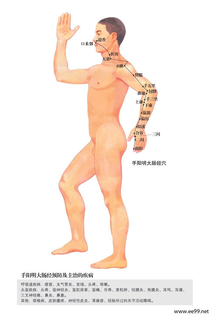 手阳明大肠经,大肠经经络图
