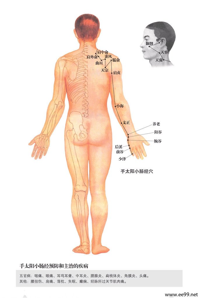 手太阳小肠经,小肠经经络图