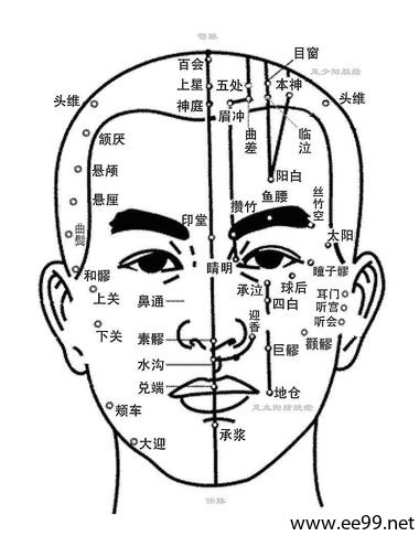 头部正面穴位图1