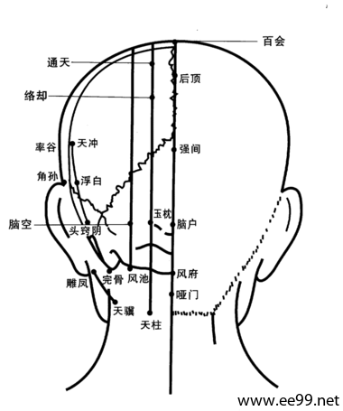 头部背面穴位图1