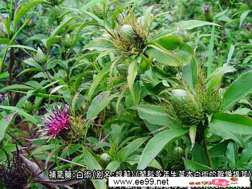 白术图片