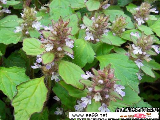 中药大全:白毛夏枯草