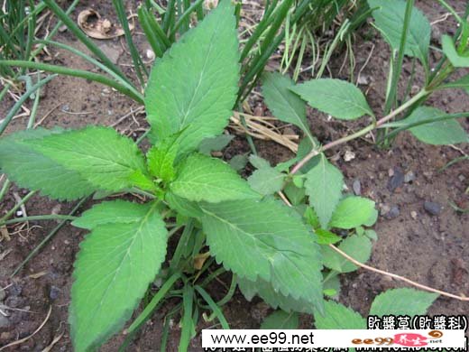 中药大全:败酱草