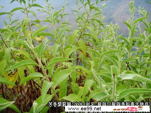 中药大全:冰片