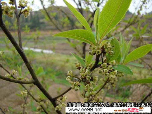 中药大全:荜澄茄