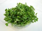 豆苗 豆苗