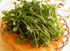 豆瓣菜 豆瓣菜