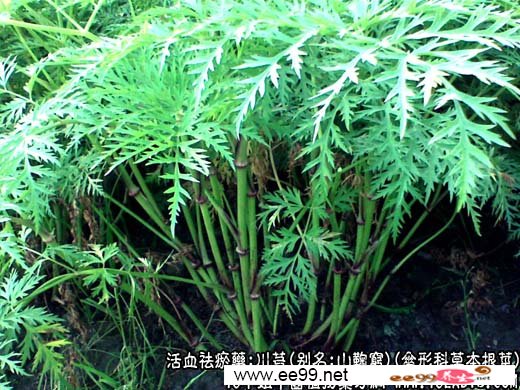 中草药名称:川芎