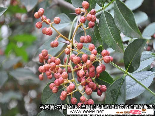 中药大全:川椒