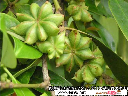 中药大全:大茴香
