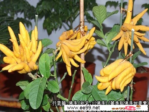 中草药名称:佛手